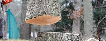 Alanes Ridge, CA Tree Care Pros