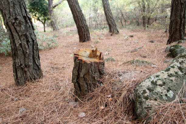 Leaf Removal in Acalanes Ridge, CA
