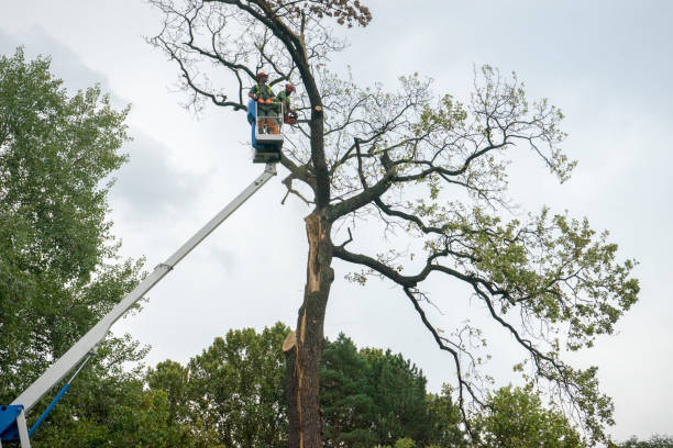 How Our Tree Care Process Works  in  Acalanes Ridge, CA