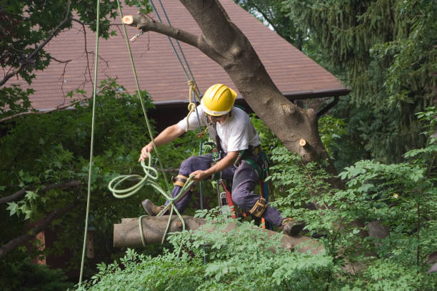 Best Arborist Consultation Services  in Alanes Ridge, CA