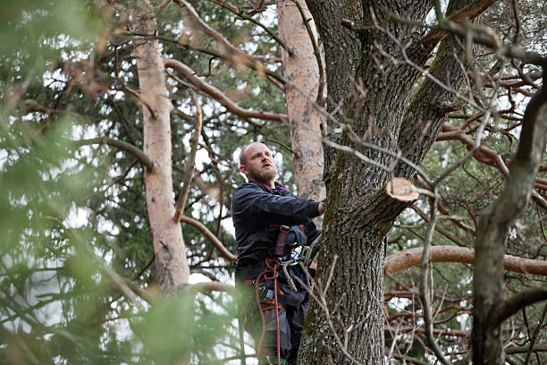 Acalanes Ridge, CA Tree Care Company