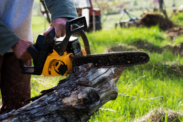 Best Lawn Watering Services  in Alanes Ridge, CA