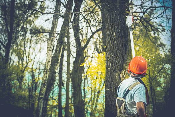 Best Fruit Tree Pruning  in Alanes Ridge, CA